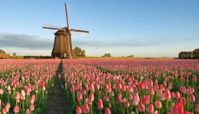 how-to-get-a-work-visa-in-the-netherlands