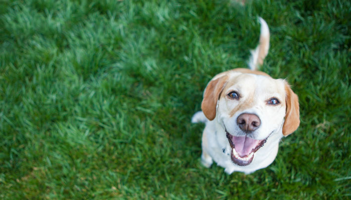 Smiling labrador