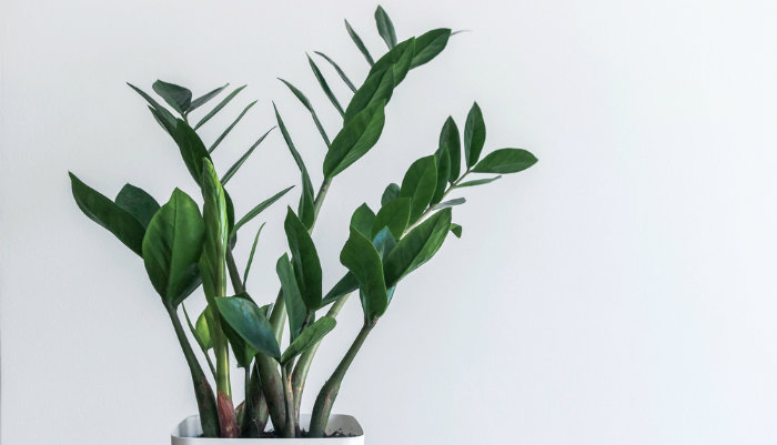 The 20 Best Office Plants to Make Your Cubicle Suck Less