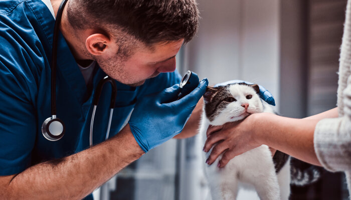A male vet checking a cat