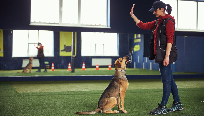 A woman training a dog