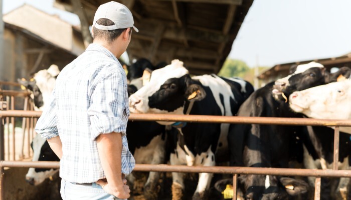 A man looking at his cattle