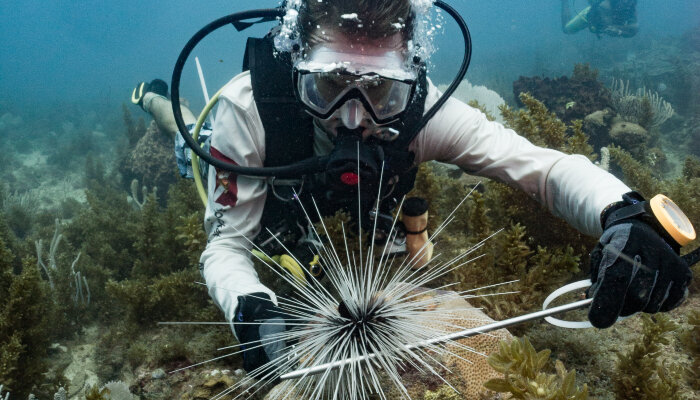 A male diver examining a sea urchin