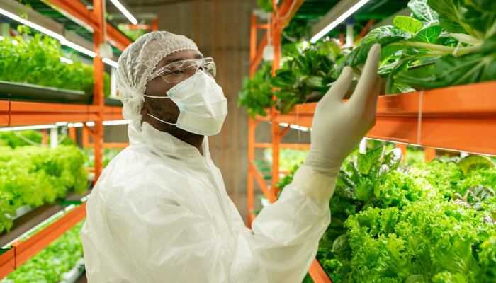 A male food scientist looking at seedlings
