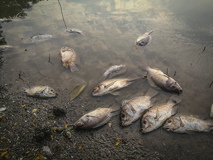 Dead fish in a body of water.