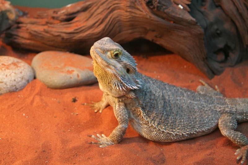 Bearded Dragon