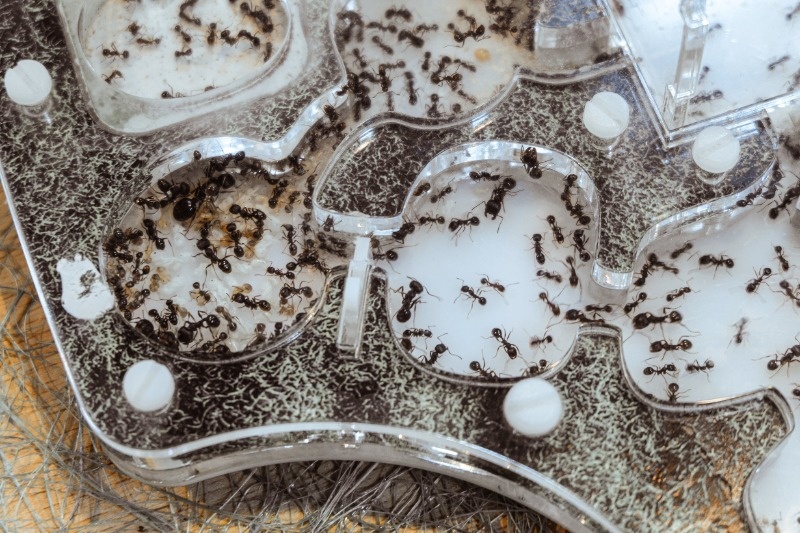 Ants in an ant farm