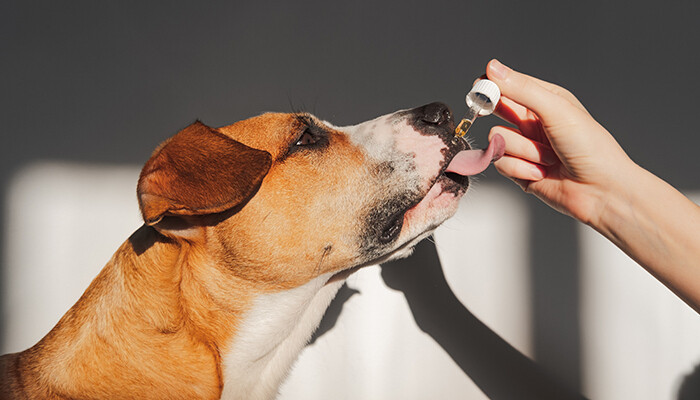 Pet Product Tester - Best Jobs For Dog Lovers