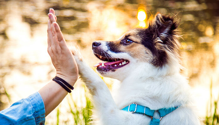 Dog Behaviorist - Best Jobs For Dog Lovers