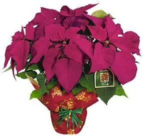 Poinsetta