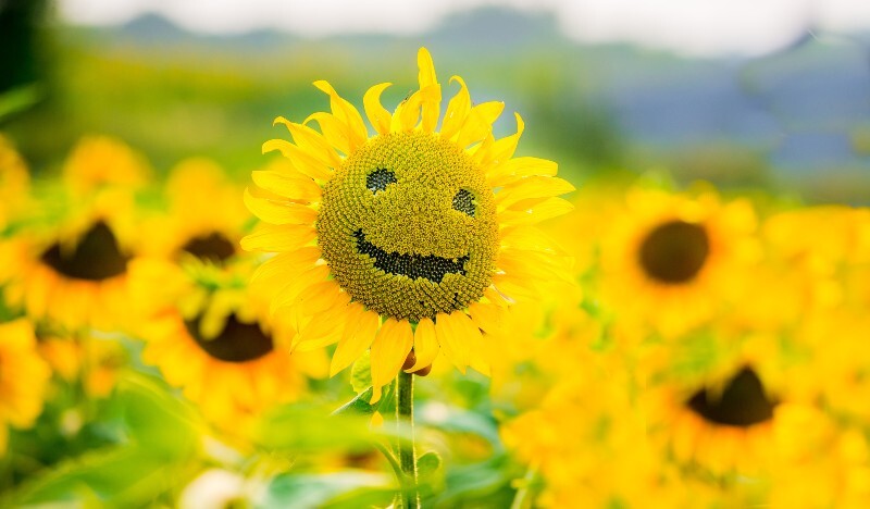 positive sunflower representing importance to life